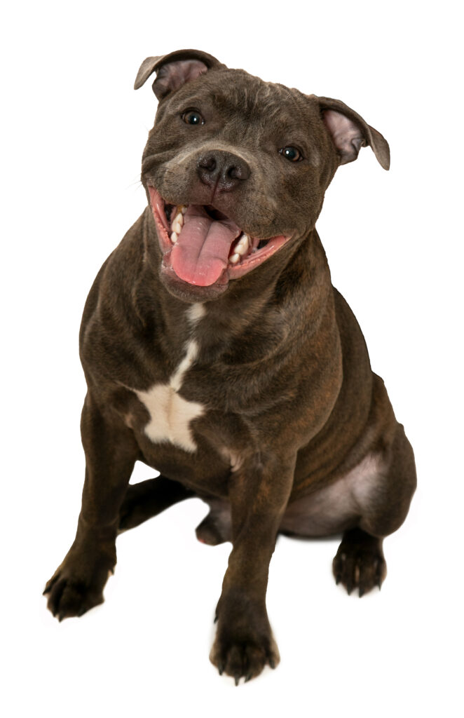 ENZO